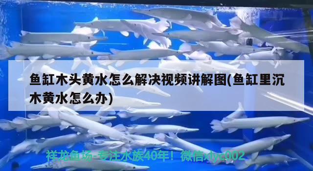 魚缸木頭黃水怎么解決視頻講解圖(魚缸里沉木黃水怎么辦)