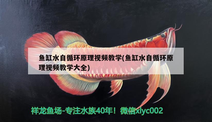 魚缸水自循環(huán)原理視頻教學(魚缸水自循環(huán)原理視頻教學大全) 白子黑帝王魟魚