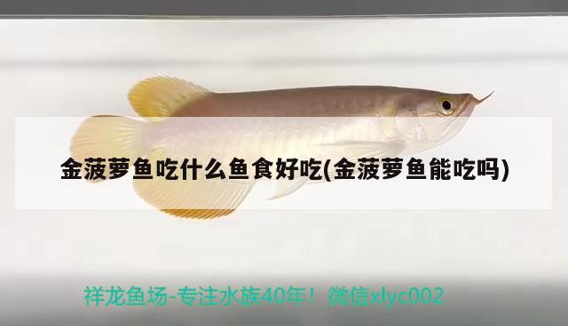 金菠蘿魚吃什么魚食好吃(金菠蘿魚能吃嗎) 觀賞魚