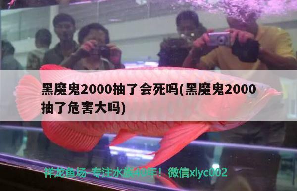 黑魔鬼2000抽了會(huì)死嗎(黑魔鬼2000抽了危害大嗎) 觀賞魚