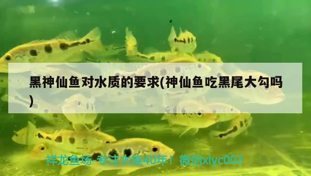 黑神仙魚對(duì)水質(zhì)的要求(神仙魚吃黑尾大勾嗎) 觀賞魚