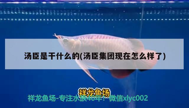 湯臣是干什么的(湯臣集團現(xiàn)在怎么樣了) 觀賞魚