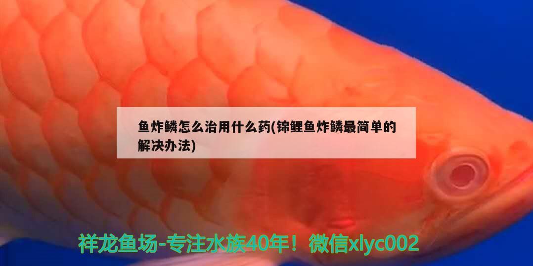 魚炸鱗怎么治用什么藥(錦鯉魚炸鱗最簡單的解決辦法)