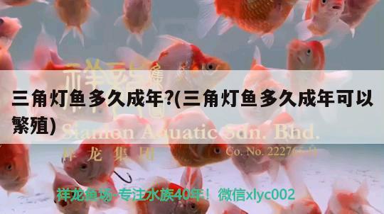 三角燈魚(yú)多久成年?(三角燈魚(yú)多久成年可以繁殖)