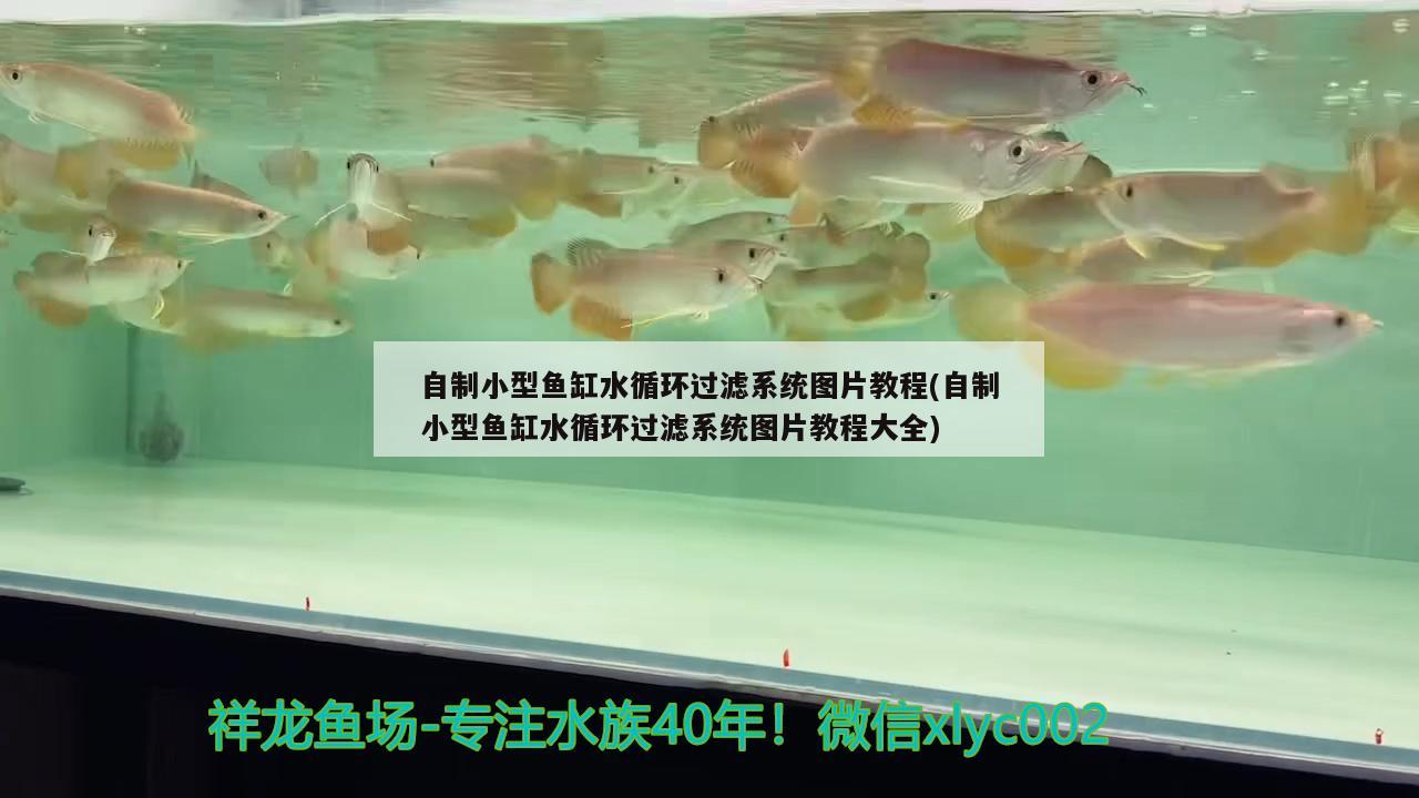 自制小型魚缸水循環(huán)過濾系統(tǒng)圖片教程(自制小型魚缸水循環(huán)過濾系統(tǒng)圖片教程大全)