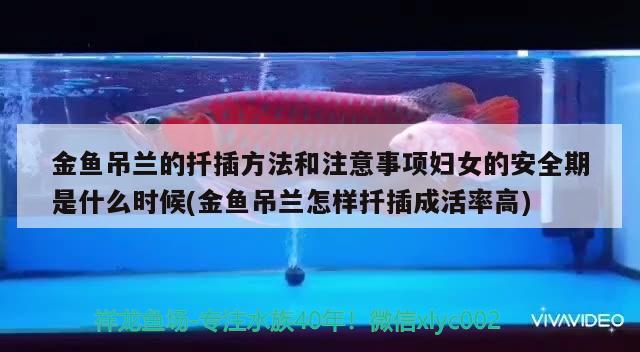 金魚吊蘭的扦插方法和注意事項(xiàng)婦女的安全期是什么時(shí)候(金魚吊蘭怎樣扦插成活率高)