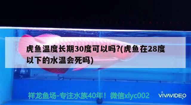 虎魚溫度長期30度可以嗎?(虎魚在28度以下的水溫會死嗎)