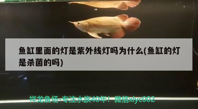 魚缸里面的燈是紫外線燈嗎為什么(魚缸的燈是殺菌的嗎) 元寶鯽