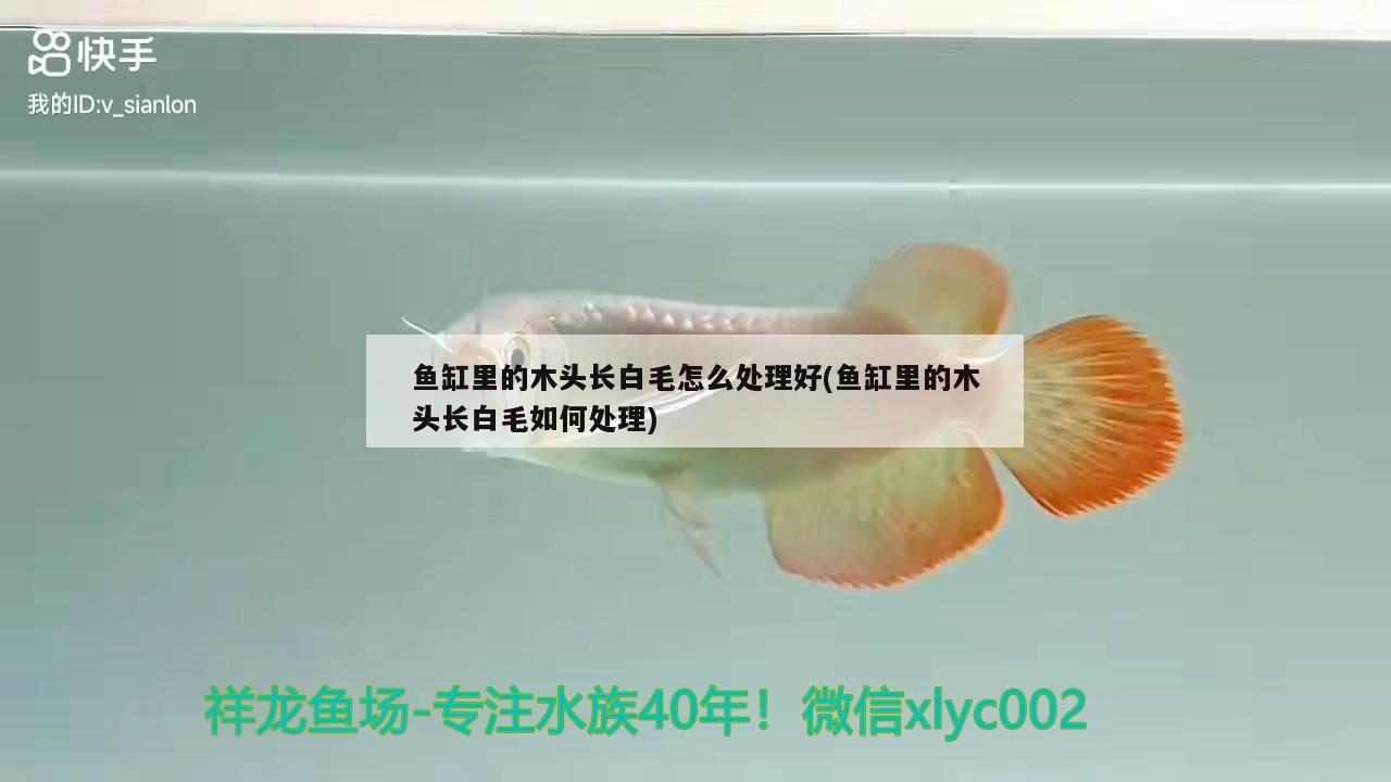 魚(yú)缸里的木頭長(zhǎng)白毛怎么處理好(魚(yú)缸里的木頭長(zhǎng)白毛如何處理) 魟魚(yú)百科