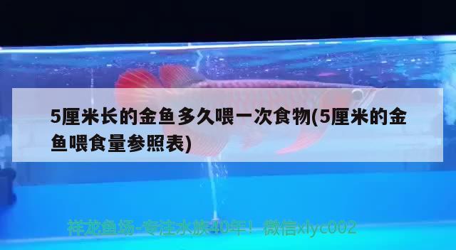 5厘米長的金魚多久喂一次食物(5厘米的金魚喂食量參照表) 觀賞魚