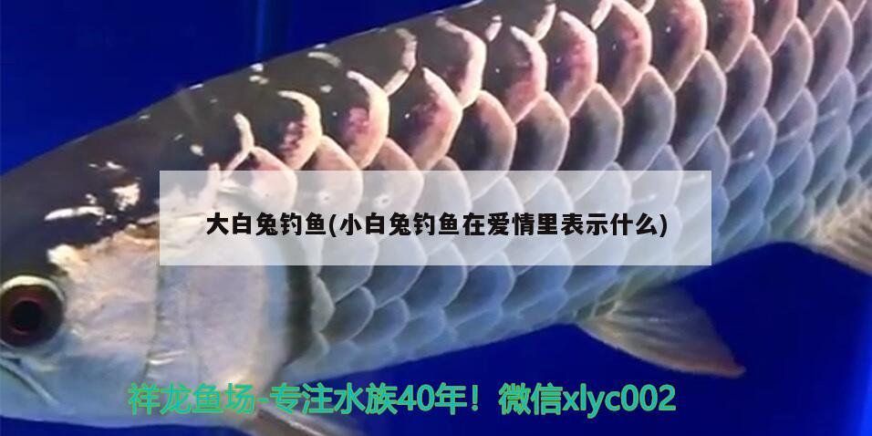 大白兔釣魚(小白兔釣魚在愛情里表示什么)