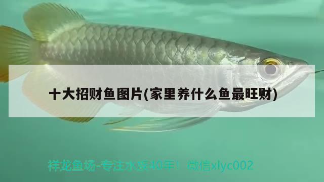 十大招財魚圖片(家里養(yǎng)什么魚最旺財)