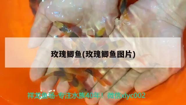 玫瑰鯽魚(玫瑰鯽魚圖片) 觀賞魚