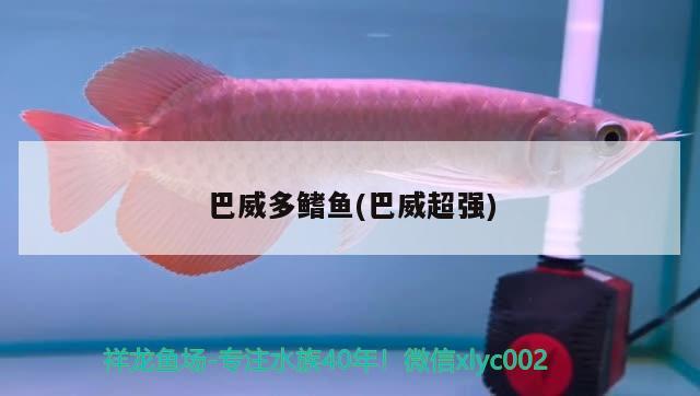 巴威多鰭魚(巴威超強(qiáng))