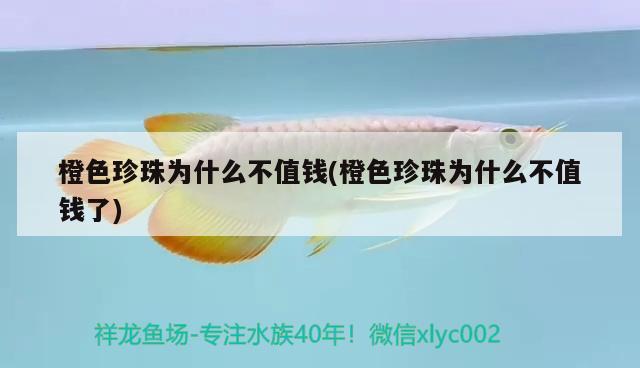 橙色珍珠為什么不值錢(橙色珍珠為什么不值錢了) 觀賞魚