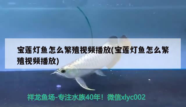 寶蓮燈魚怎么繁殖視頻播放(寶蓮燈魚怎么繁殖視頻播放) 觀賞魚