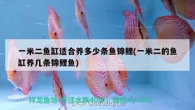 一米二魚缸適合養(yǎng)多少條魚錦鯉(一米二的魚缸養(yǎng)幾條錦鯉魚)