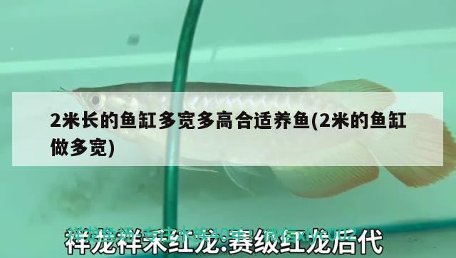 2米長的魚缸多寬多高合適養(yǎng)魚(2米的魚缸做多寬) 印尼虎苗