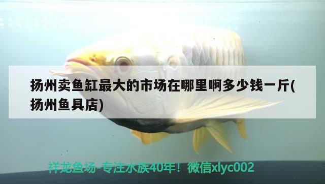 揚州賣魚缸最大的市場在哪里啊多少錢一斤(揚州魚具店)