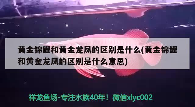 黃金錦鯉和黃金龍鳳的區(qū)別是什么(黃金錦鯉和黃金龍鳳的區(qū)別是什么意思) 觀賞魚(yú)