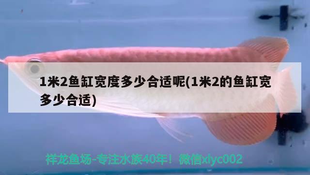 1米2魚缸寬度多少合適呢(1米2的魚缸寬多少合適)