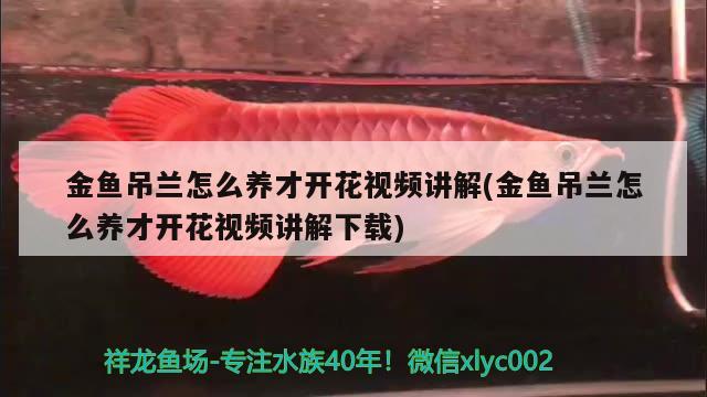 金魚(yú)吊蘭怎么養(yǎng)才開(kāi)花視頻講解(金魚(yú)吊蘭怎么養(yǎng)才開(kāi)花視頻講解下載) 觀賞魚(yú)