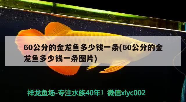 60公分的金龍魚多少錢一條(60公分的金龍魚多少錢一條圖片)