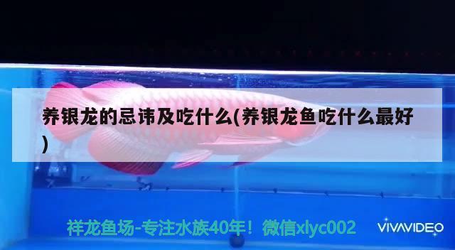 養(yǎng)銀龍的忌諱及吃什么(養(yǎng)銀龍魚(yú)吃什么最好) 銀龍魚(yú)