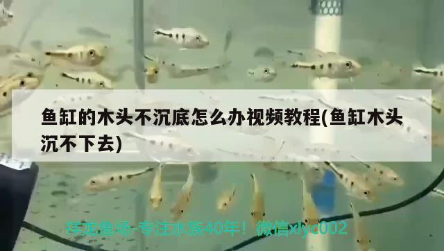 魚缸的木頭不沉底怎么辦視頻教程(魚缸木頭沉不下去) 電鰻