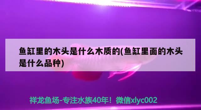 魚缸里的木頭是什么木質(zhì)的(魚缸里面的木頭是什么品種) 朱巴利魚苗