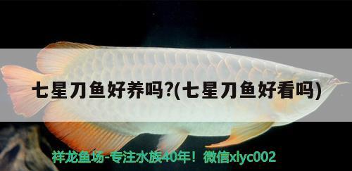 七星刀魚(yú)好養(yǎng)嗎?(七星刀魚(yú)好看嗎)