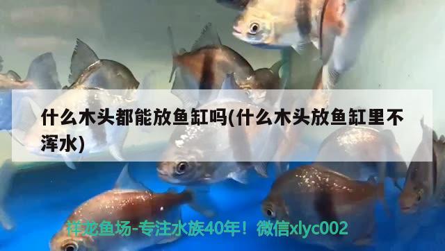 什么木頭都能放魚(yú)缸嗎(什么木頭放魚(yú)缸里不渾水)