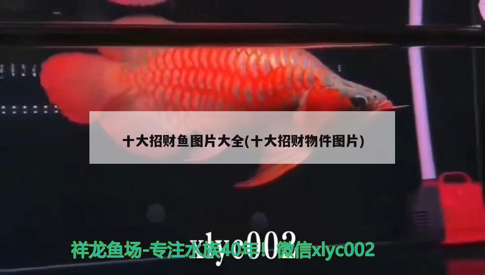 十大招財(cái)魚(yú)圖片大全(十大招財(cái)物件圖片) 觀賞魚(yú)