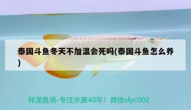 泰國(guó)斗魚(yú)冬天不加溫會(huì)死嗎(泰國(guó)斗魚(yú)怎么養(yǎng))