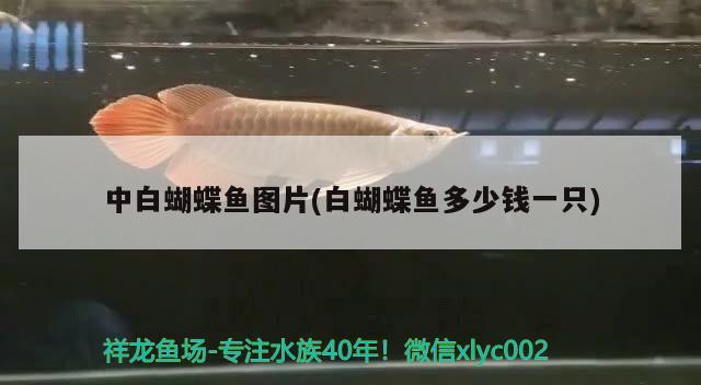 中白蝴蝶魚圖片(白蝴蝶魚多少錢一只) 蝴蝶鯉