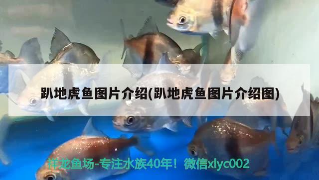 趴地虎魚圖片介紹(趴地虎魚圖片介紹圖)