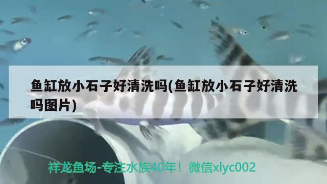 魚缸放小石子好清洗嗎(魚缸放小石子好清洗嗎圖片) 過背金龍魚