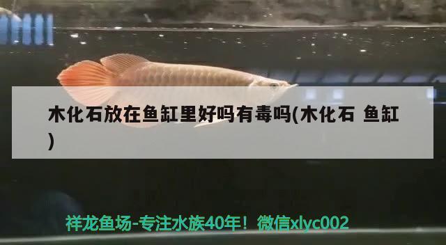 木化石放在魚缸里好嗎有毒嗎(木化石魚缸)