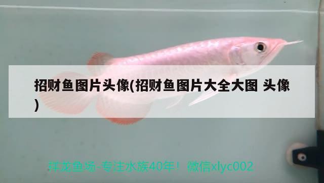 招財(cái)魚(yú)圖片頭像(招財(cái)魚(yú)圖片大全大圖頭像)