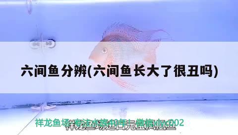 六間魚分辨(六間魚長(zhǎng)大了很丑嗎)