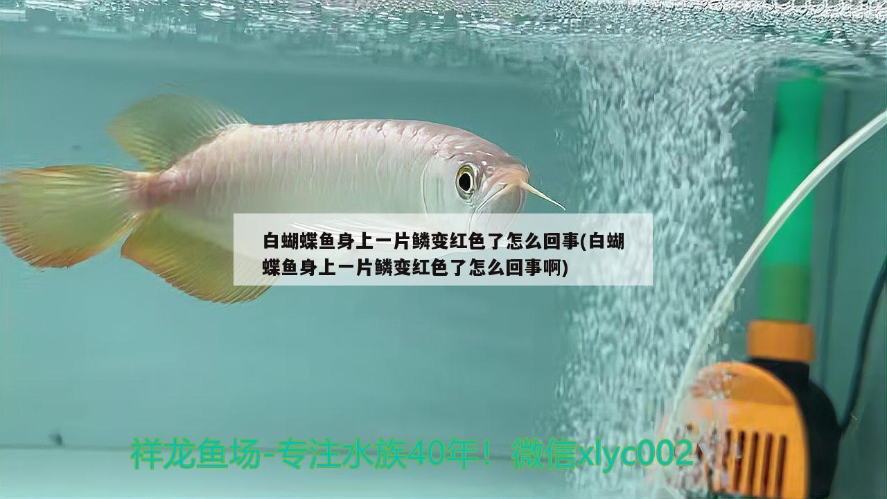 白蝴蝶魚身上一片鱗變紅色了怎么回事(白蝴蝶魚身上一片鱗變紅色了怎么回事啊) 蝴蝶鯉