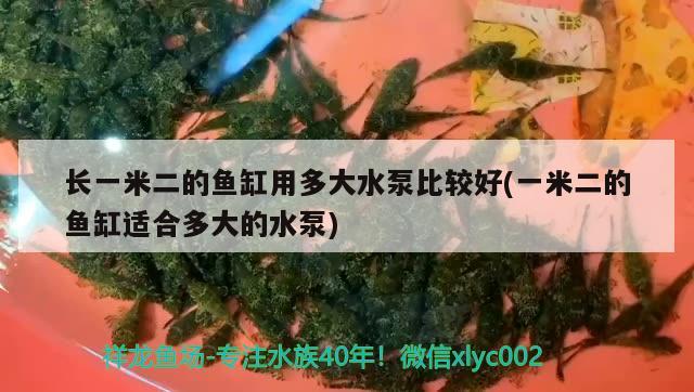 長一米二的魚缸用多大水泵比較好(一米二的魚缸適合多大的水泵) 狗仔（招財貓)魚苗