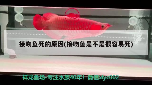 接吻魚死的原因(接吻魚是不是很容易死) 觀賞魚