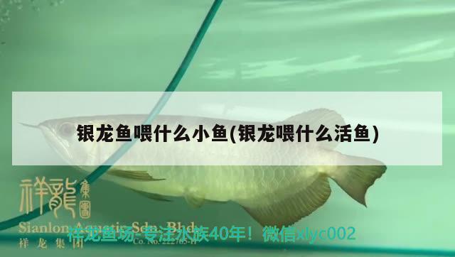 銀龍魚喂什么小魚(銀龍喂什么活魚) 銀龍魚