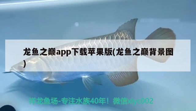 龍魚之巔app下載蘋果版(龍魚之巔背景圖) 觀賞魚 第3張