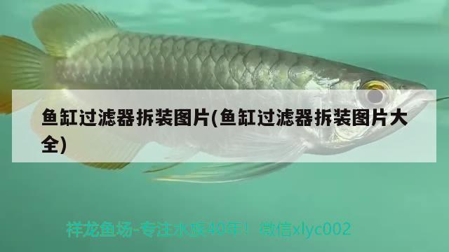 魚缸過濾器拆裝圖片(魚缸過濾器拆裝圖片大全) 綠皮辣椒小紅龍