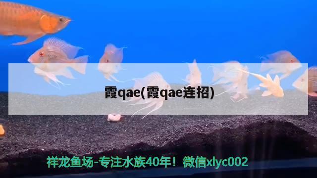 霞qae(霞qae連招) 觀賞魚