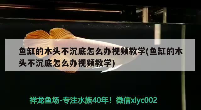 魚缸的木頭不沉底怎么辦視頻教學(魚缸的木頭不沉底怎么辦視頻教學) 廣州祥龍國際水族貿易