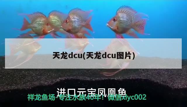 天龍dcu(天龍dcu圖片)