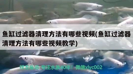 魚缸過濾器清理方法有哪些視頻(魚缸過濾器清理方法有哪些視頻教學(xué)) 白子黑帝王魟魚